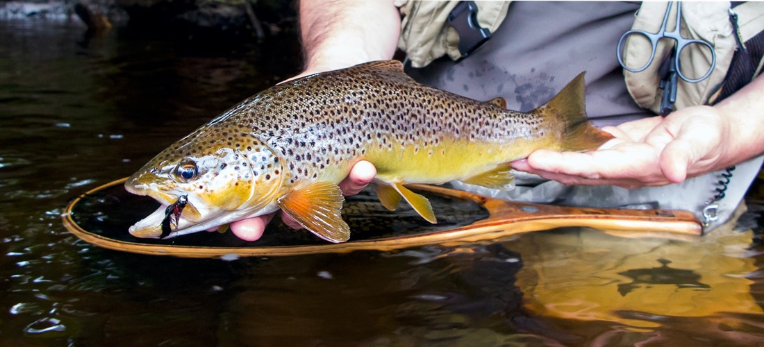 River Eden Brown Trout