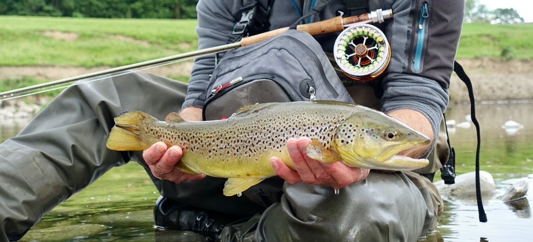 Brown Trout, River Lune