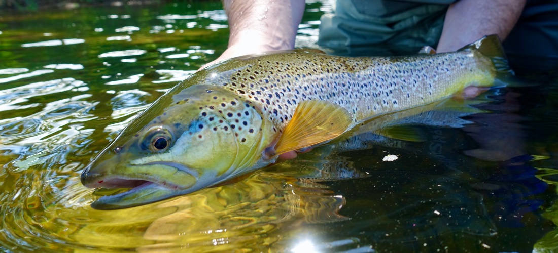 River Eden Trout