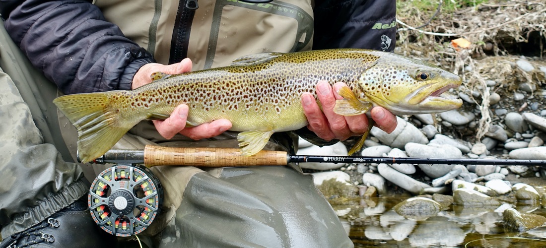 River Lune Trout