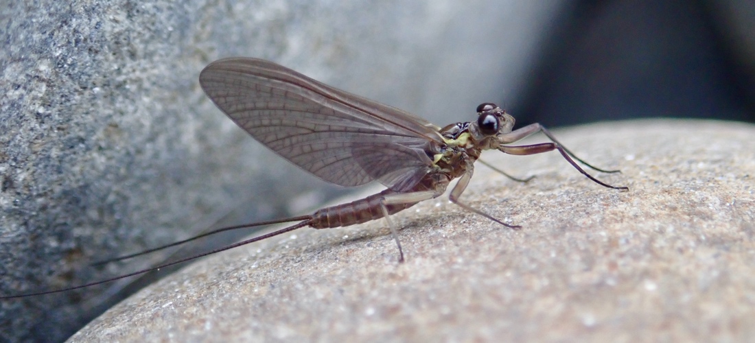 Prolific Fly Life - River Lune