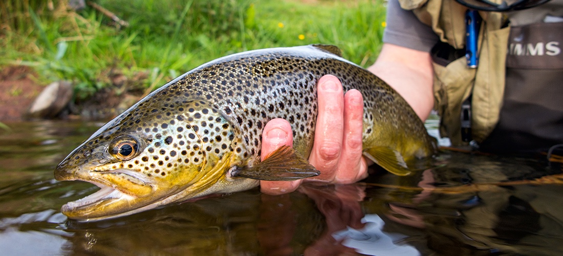 River Eamont Trout