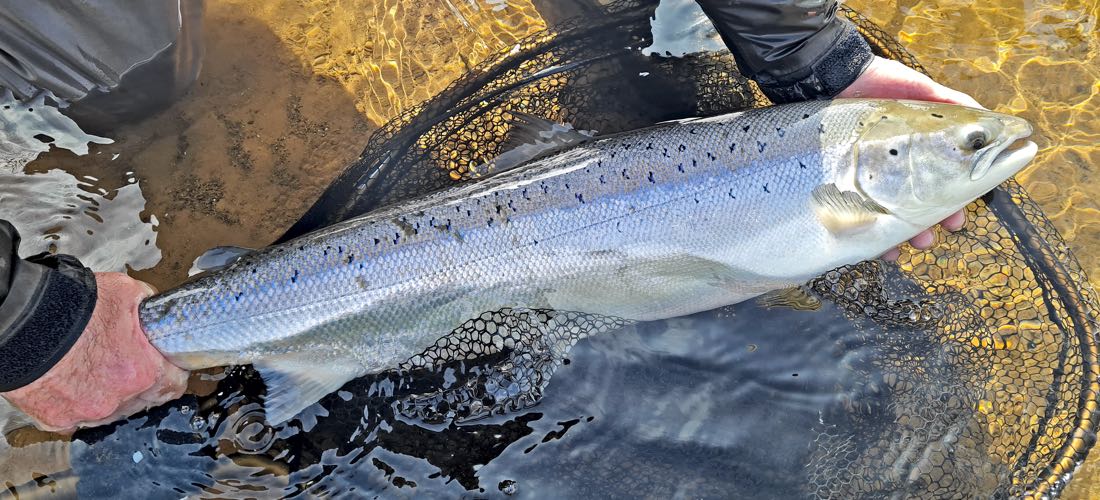 Spring Salmon - River Eden