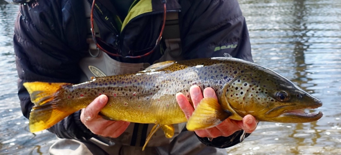 River Eden Brown Trout