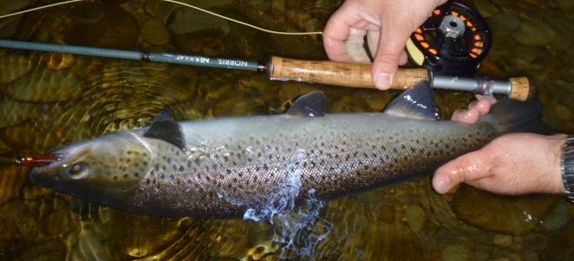 Nighttime Sea Trout - River Lune