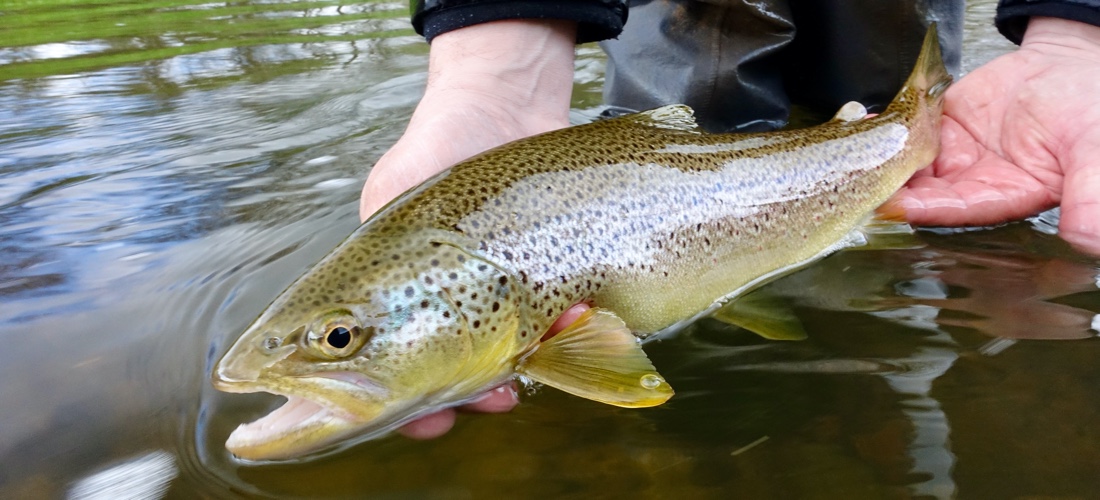 River Lyvennet Trout