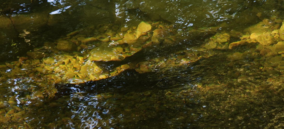 Sea Trout - River Lune