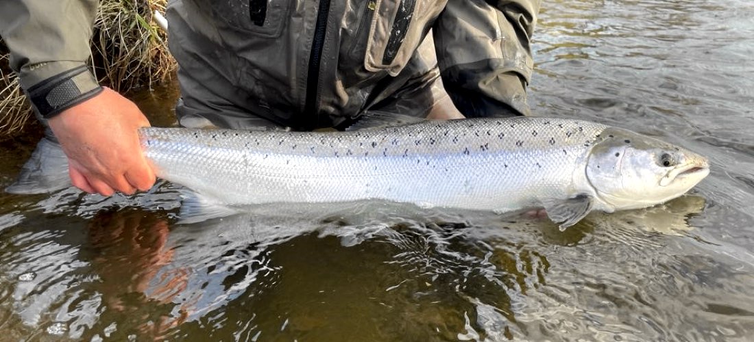 Spring Salmon - River Eden
