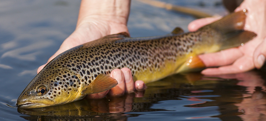 Brown Trout, River Lune