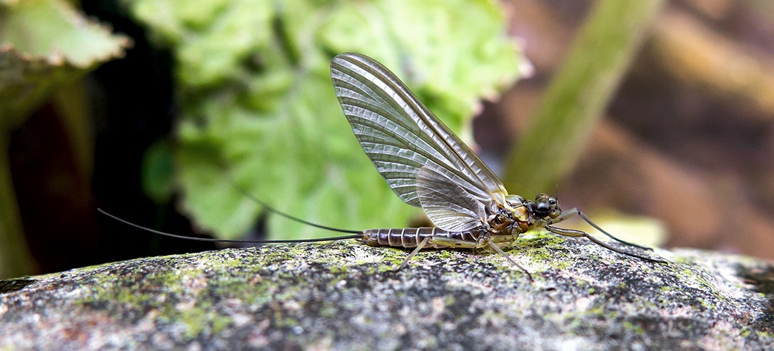 Spring Hatch, River Eamont